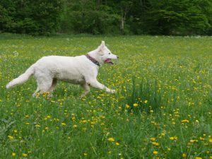 Emi unsere schweizer Schäferhündin